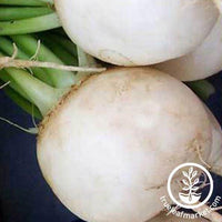 Shogoin Turnip Seeds - Non-GMO