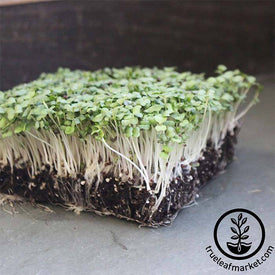 Turnip - Purple Top White Globe - Microgreens Seeds