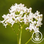 Valerian Flowering Herb Seeds