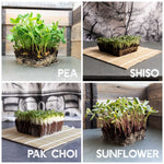 pea, shiso, pak choi, and sunflower microgreens