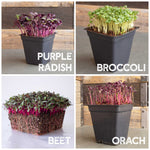 purple radish, broccoli, beet, and orach microgreens