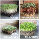 cress, nasturtium, spicy salad mix, and cilantro microgreens