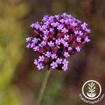 Verbena Imagination Seed