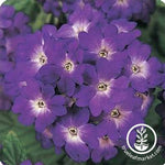 Verbena Quartz XP Series Blue Seed