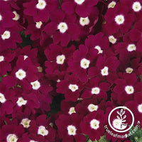 Verbena Quartz XP Series Burgundy Eye Seed