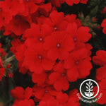 Verbena Quartz XP Series Scarlet Seed