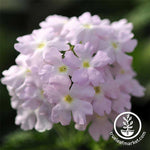 Verbena Quartz XP Series Silver Seed