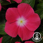 Vinca Mediterranean XP Series Rose Halo Seed