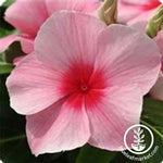 Vinca Mediterranean XP Series Strawberry Seed