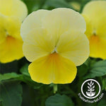 Viola Seeds - Sorbet Series - Lemon Chiffon