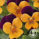Viola Seeds - Sorbet Series - Orange Jump Up