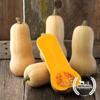 Organic Waltham Butternut Squash Seeds