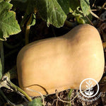 Waltham Butternut Squash Seeds