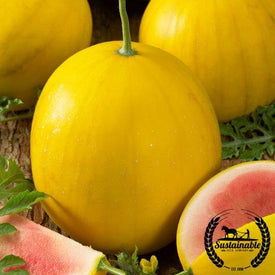 Watermelon Seeds - Golden Midget - Organic