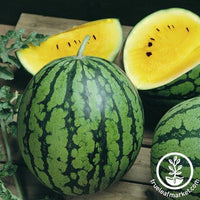 Watermelon Seeds - Baby Doll F1 - Organic