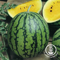 Watermelon Yellow Baby Doll Hybrid Seed