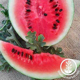 Bush Sugar Baby Watermelon Seeds