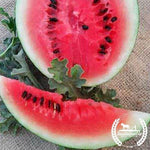 Organic Bush Sugar Baby Watermelon Seeds