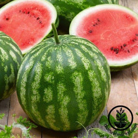 cal sweet bush ass watermelon