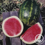 Watermelon - Calsweet Garden Seed