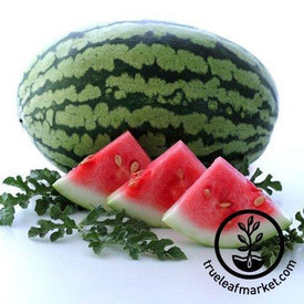 Carolina Cross Watermelon Seeds
