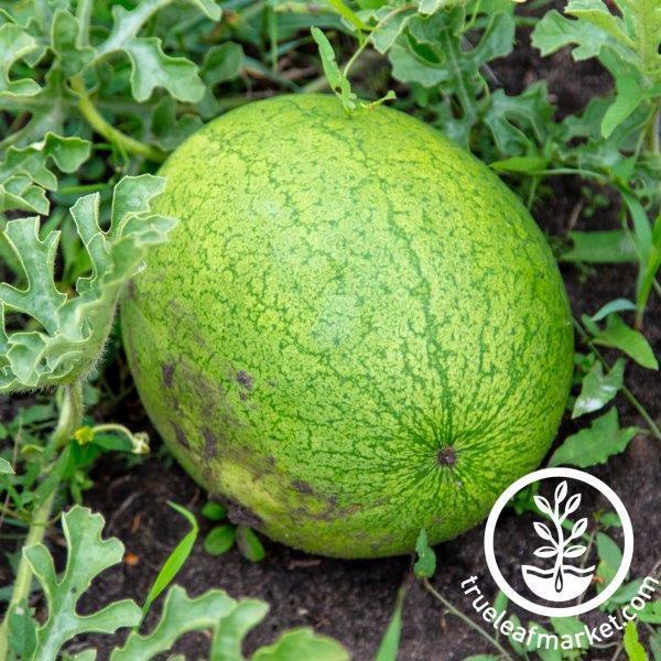 drought resistant watermelon