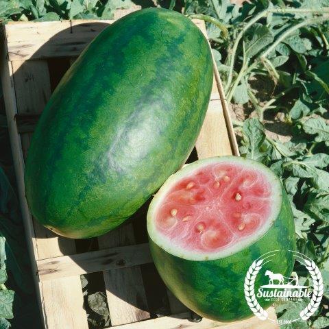 Watermelon Seeds - Kleckly Sweet - Organic