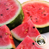 Watermelon Legacy Seeds