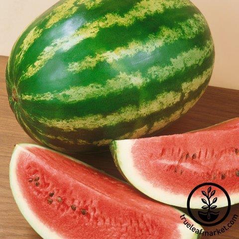 Watermelon Seeds - Royalty F1