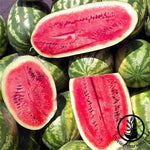 Watermelon - Sweet Beauty Hybrid Garden Seed