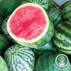 Watermelon - Tasty Seedless Hybrid Garden Seed