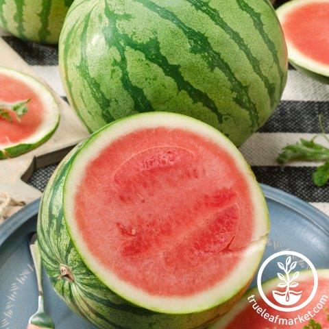 Watermelon Seeds - Tiger Baby F1 - Organic