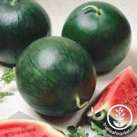 Watermelon Seeds - Triple Baby F1 - Organic