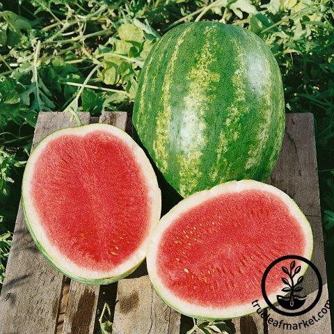 Watermelon Seeds - Triple Crown F1