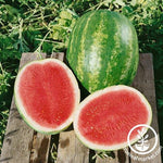 Watermelon Seeds - Triple Crown F1 - Organic