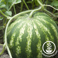 Watermelon Seeds - Triple Gold F1