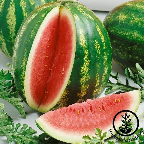 Watermelon Seeds - Triple Prize F1