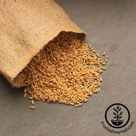 Hard White Wheat (Organic) - Bulk Grains & Foods