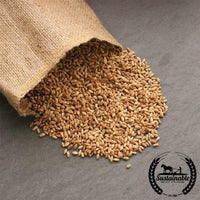 Hard Red Winter Wheat - Organic - Cover Crop Seeds Bulk Bag