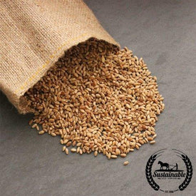 Hard Red Winter Wheat - Organic - Cover Crop Seeds Bulk Bag