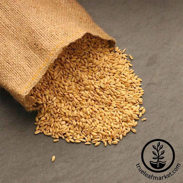 Soft White Wheat (Organic) - Bulk Grains & Foods