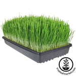 Large Tray of grown wheatgrass ready to juice