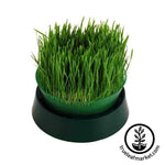 Sprout Garden Tray Sprouter Growing Wheatgrass Hydroponically