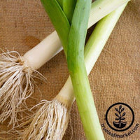 White Lisbon Onion Seeds - Non-GMO