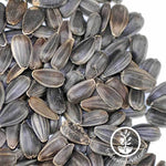 Non-GMO Black Oil Sunflower Seeds Close Up