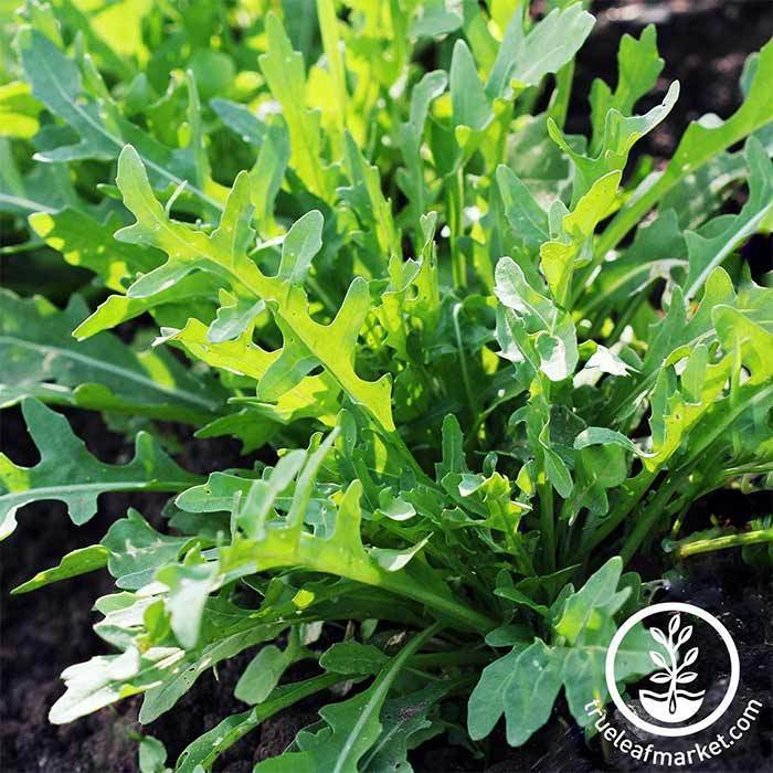 Organic Arugula Roquette Herb Seeds for Sale