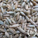 Close Up - Organic Rye Grain Seeds