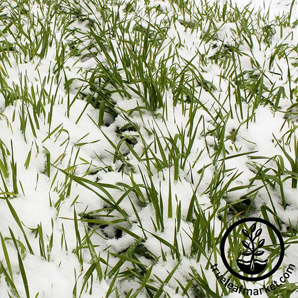 Rye - Winter (Organic) - Grass Seeds