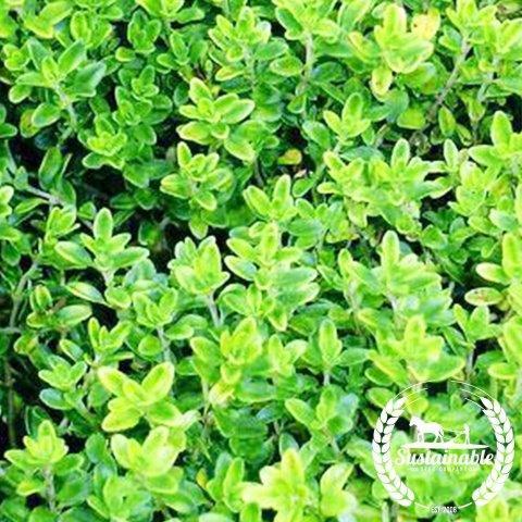 Cress, Curled Peppercress or Garden Cress (Lepidium sativum) – MySeedsCo