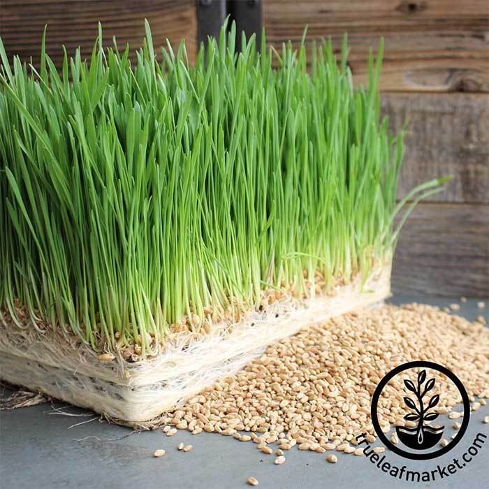 Wheat - Hard Red Winter (Organic) - WheatGrass Seeds